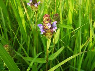 Prunella vulgaris subsp. asiatica