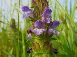 Prunella vulgaris subsp. asiatica