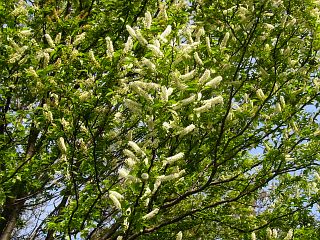 Prunus grayana