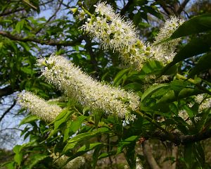 Prunus grayana