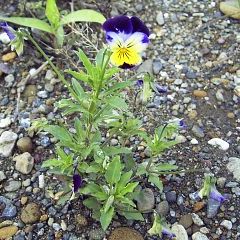 Viola x wittrockiana