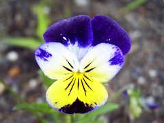 Viola x wittrockiana