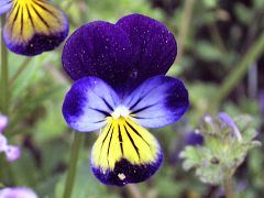 Viola x wittrockiana