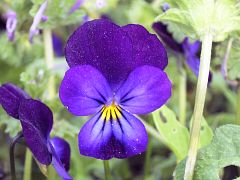 Viola x wittrockiana