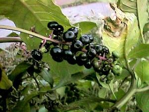 Phytolacca americana