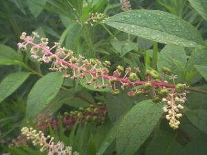 Phytolacca americana