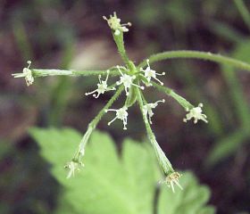 Osmorhiza aristata