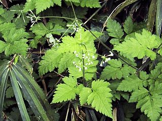 Osmorhiza aristata