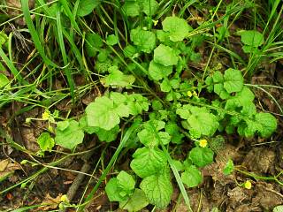 Lapsana humilis