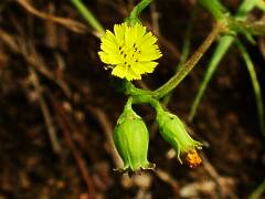 Lapsana humilis