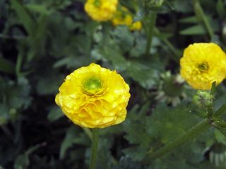 Ranunculus repens cv. Gold coin