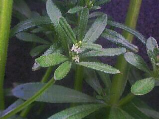 Galium spurium v. echinospermon