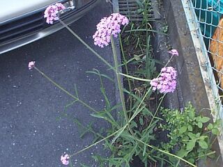 Verbena bonariensis L.