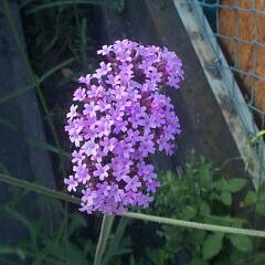 Verbena bonariensis L.