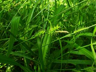 Carex transversa