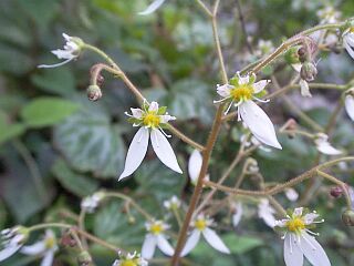 Saxifraga stolonifera