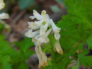 Corydalis incisa f. candida