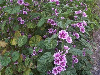 Malva sylvestris var. mauritiana