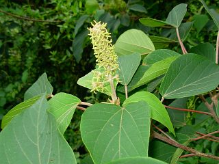 Mallotus japonicus