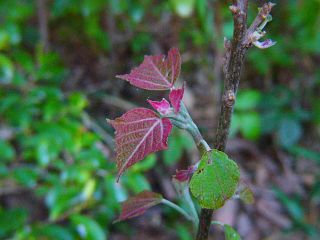 Mallotus japonicus