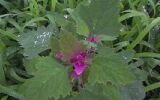Chenopodium album var. centrorubrum