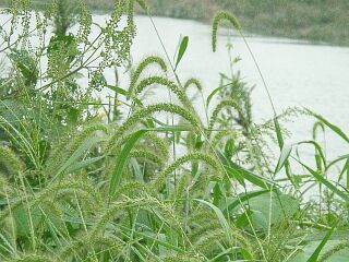 Setaria faberi