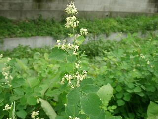Thalictrum minus var. hypoleucum