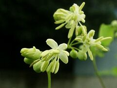 Thalictrum minus var. hypoleucum
