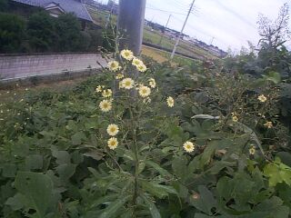 Lactuca indica