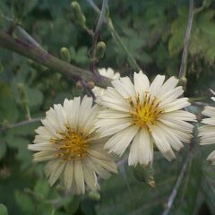 Lactuca indica