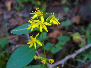Solidago virgaurea var. asiatica