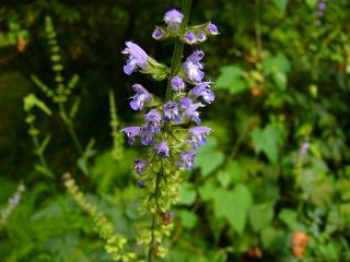 Salvia japonica