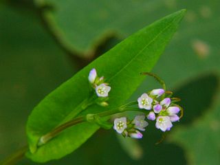 Persicaria sieboldii