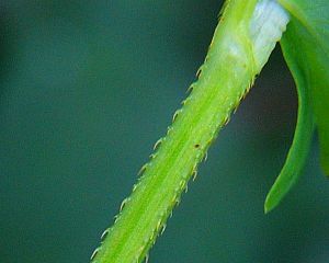 Persicaria sieboldii