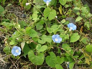 Ipomoea hederacea