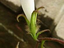Ipomoea hederacea