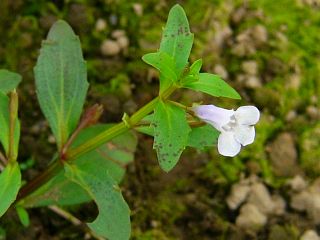 Lindernia dubia