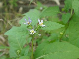 Solanum americanum