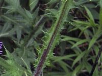 Cirsium vulgare