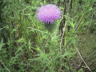 Cirsium vulgare