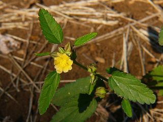 Sida spinosa