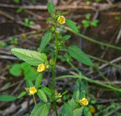 Sida spinosa