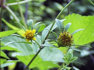 Bindes pilosa