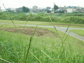 Paspalum notatum