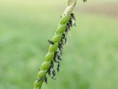 Paspalum notatum
