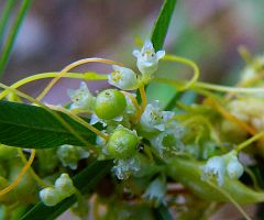Cuscuta japonica
