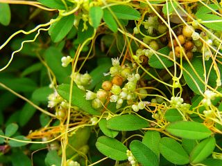 Cuscuta pentagona
