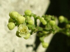 Cocculus trilobus