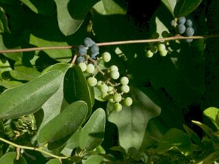 Cocculus trilobus