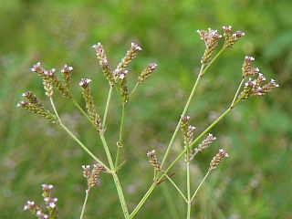 Verbena brasiliensis L.